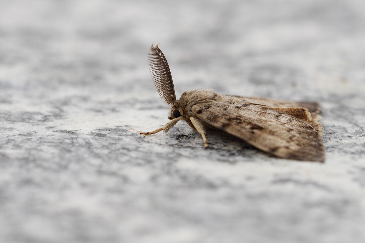 Geometridae?  No, Erebidae: Lymantria dispar